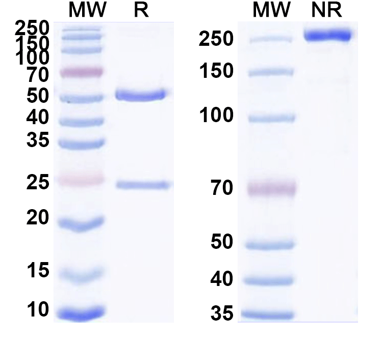 SDS-PAGE for Anti-Mouse CD274/PD-L1/B7-H1 Antibody (SAA0268)