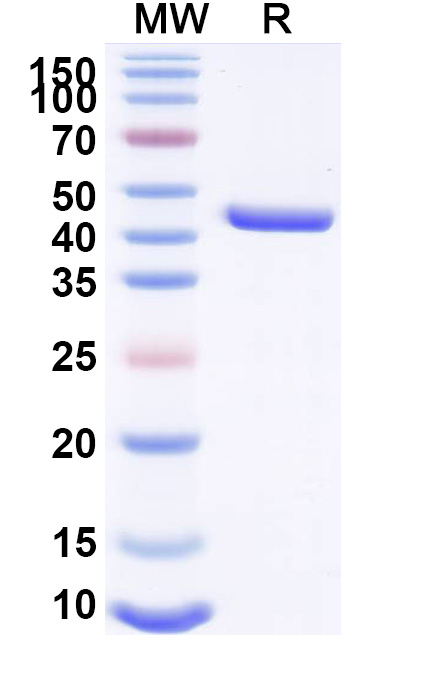 SDS-PAGE for Anti-Mouse CD282/TLR2 Antibody (SAA2382)