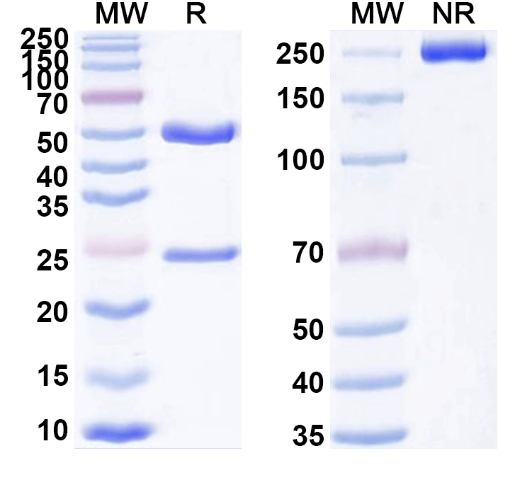 SDS-PAGE for Anti-Mouse CD309/KDR/VEGFR-2 Antibody (DC101)