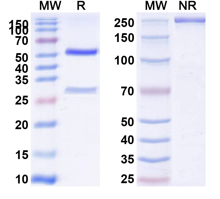 SDS-PAGE for Anti-Mouse CD34 Antibody (SAA0407)