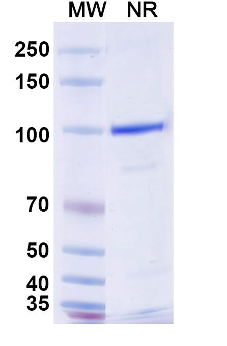 SDS-PAGE for Anti-Mouse CD370/CLEC9A Antibody (SAA0484)