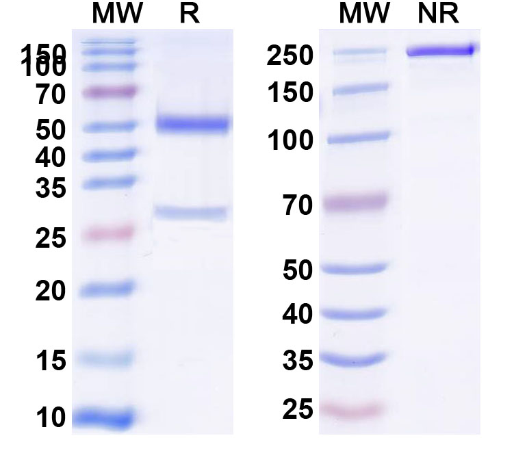 SDS-PAGE for Anti-Mouse CD71/TFRC Antibody (8D3)