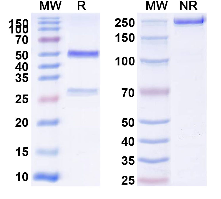 SDS-PAGE for Anti-Mouse CD71/TFRC Antibody (OX-26)