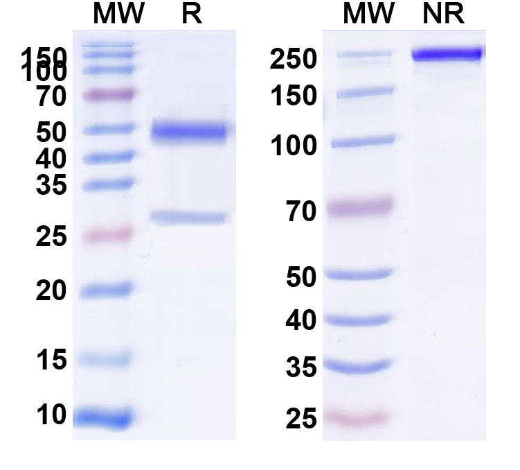 SDS-PAGE for Anti-Mouse CD83 Antibody (60B10)