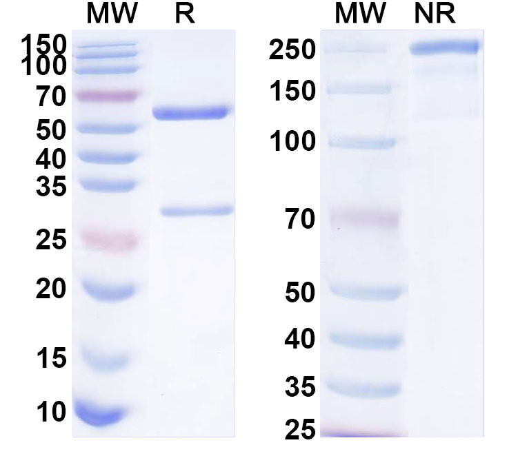 SDS-PAGE for Anti-Mouse CXCL12/SDF-1 Monoclonal Antibody, 30D8