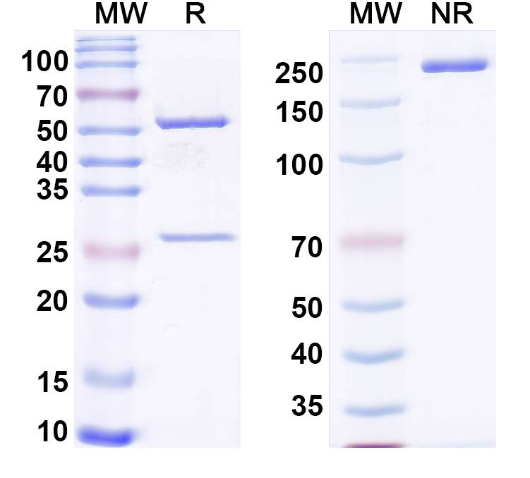 SDS-PAGE for Anti-Mouse DKK1 Monoclonal Antibody, MOR04454