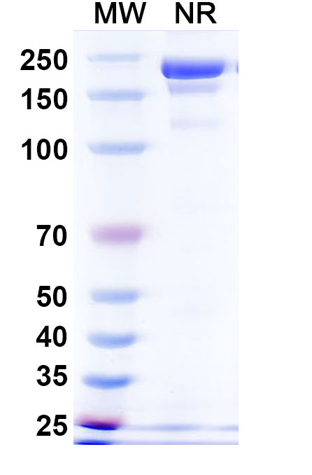 SDS-PAGE for Anti-Mouse DLL3 Antibody (SC16.4)