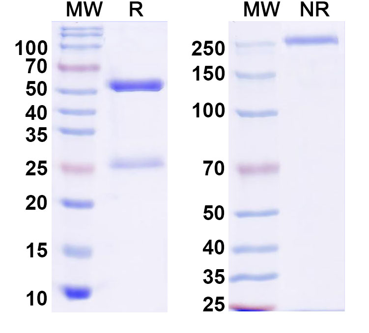 SDS-PAGE for Anti-Mouse F4/80 Antibody (CI:A3-1)