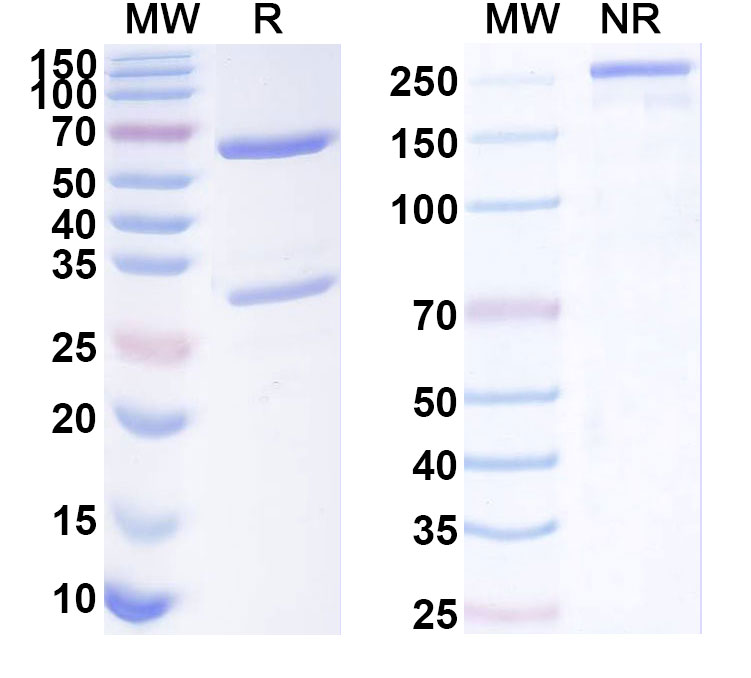 SDS-PAGE for Anti-Mouse GPC3 Monoclonal Antibody, 7C8