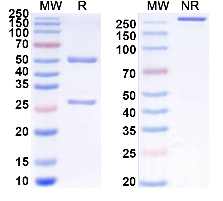SDS-PAGE for Anti-Mouse H2-Ab1/MHCII Antibody (VHH7)