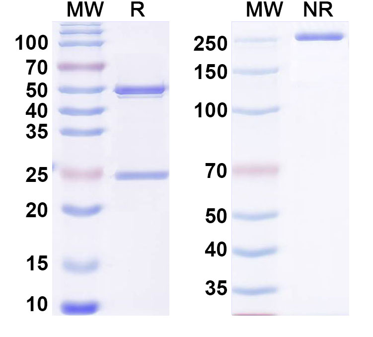SDS-PAGE for Anti-Mouse IL22 Monoclonal Antibody, 368D04