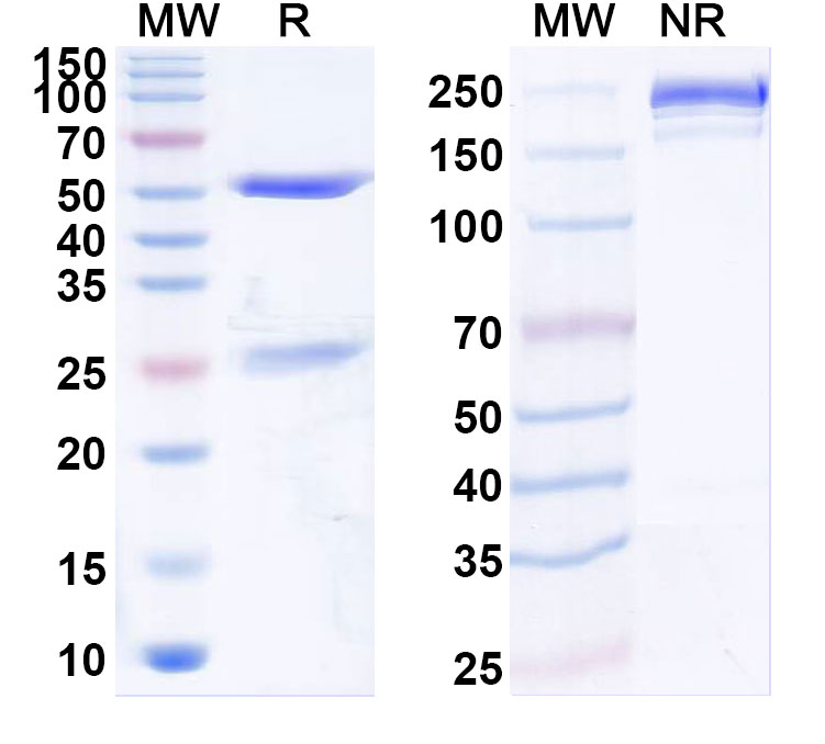 SDS-PAGE for Anti-Mouse IL34 Monoclonal Antibody, FAb1.1