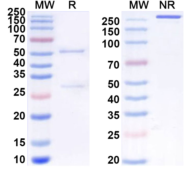 SDS-PAGE for Anti-Mouse LGALS3 Antibody (P3)