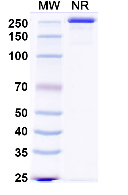 SDS-PAGE for Anti-Mouse NGF/Beta-NGF Monoclonal Antibody, MAb911