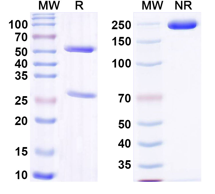 SDS-PAGE for Anti-Mouse NRP2 Monoclonal Antibody, YW68.4.2.36