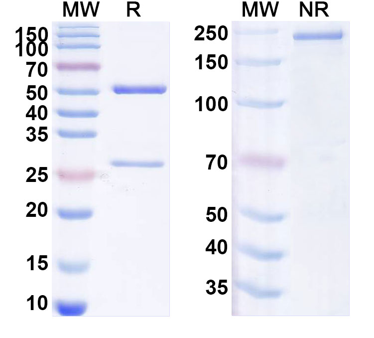SDS-PAGE for Anti-Mouse OPN/Spp1 Antibody (SAA2558)