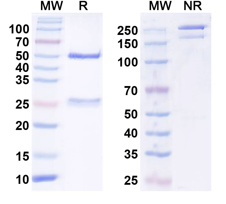 SDS-PAGE for Anti-Mouse PD1 antibody(RMP1-14)