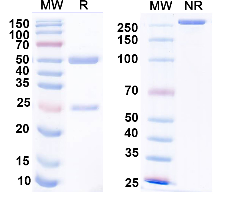 SDS-PAGE for Anti-Mouse/Rat Parvalbumin Antibody (L114/3)