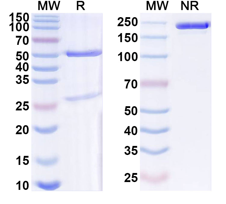 SDS-PAGE for Anti-Mouse SERPINE1/PAI-1 Monoclonal Antibody, SAA0768