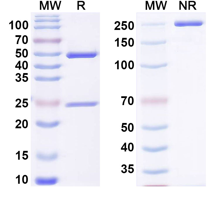 SDS-PAGE for Anti-Mouse STAT3 Monoclonal Antibody, SAA0274