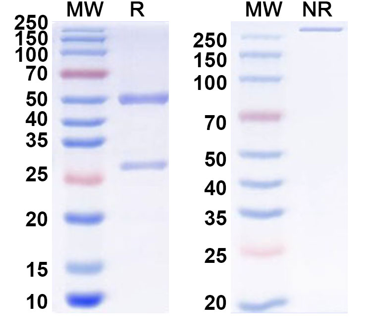 SDS-PAGE for Anti-Mouse Thy-1.2/CD90.2 Antibody (30-H12)