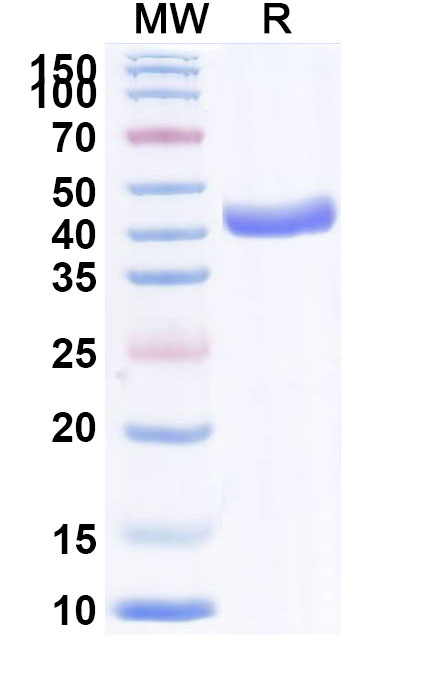 SDS-PAGE for Anti-MPXV A29L Antibody (P1A2)
