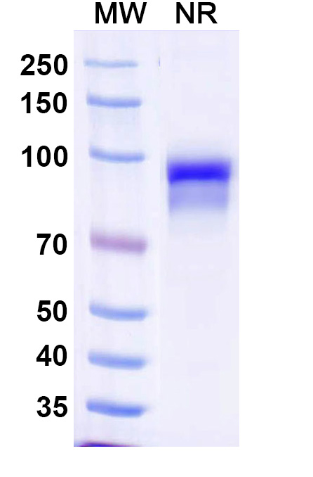 SDS-PAGE for Anti-MPXV A29L Antibody (P1B7)