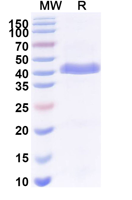 SDS-PAGE for Anti-MPXV A29L Antibody (P1H1)