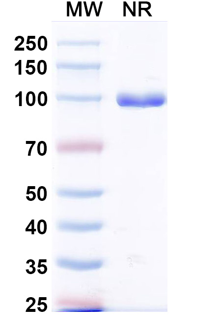 SDS-PAGE for Anti-MPXV A29L Antibody (P2A6)