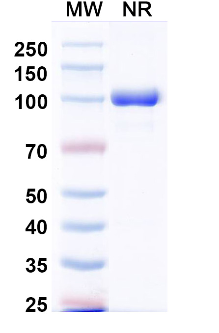 SDS-PAGE for Anti-MPXV A29L Antibody (P2E12)