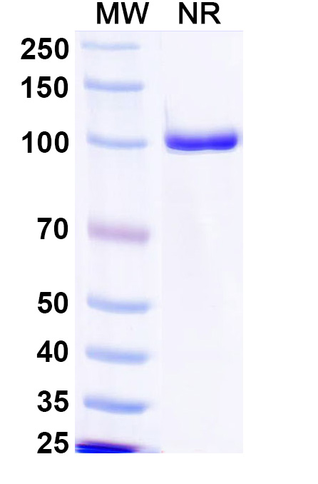 SDS-PAGE for Anti-MPXV A29L Antibody (P2G3)