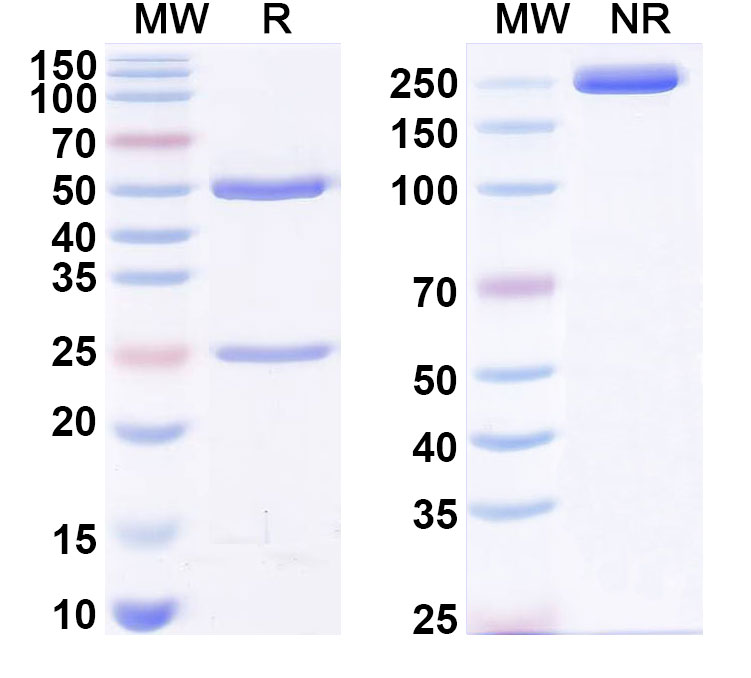 SDS-PAGE for Anti-MTX/Methotrexate Antibody (SAA0564)