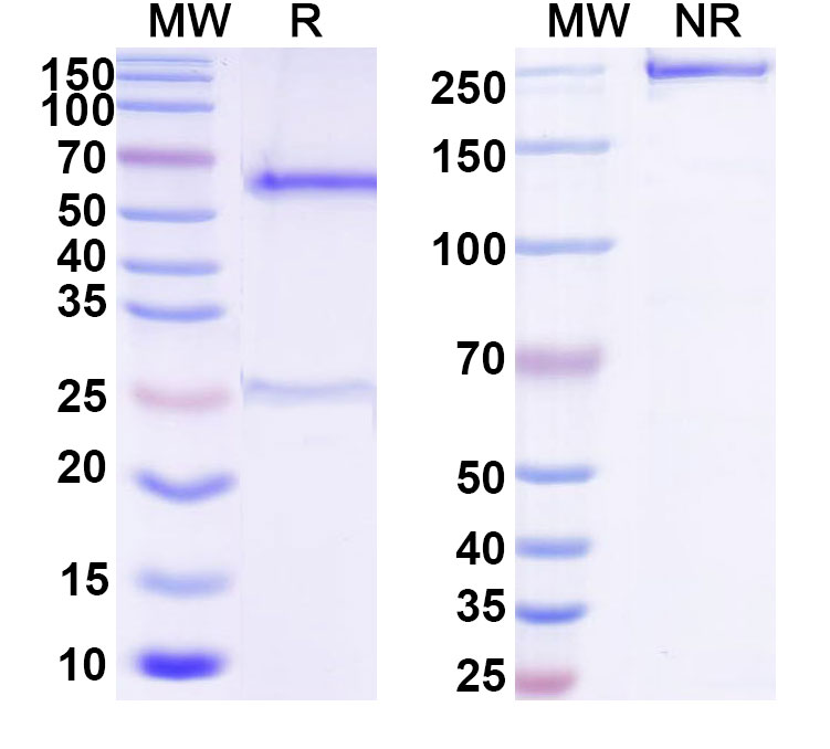SDS-PAGE for Anti-Myc Tag (EQKLISEEDL) Antibody (9E10#)