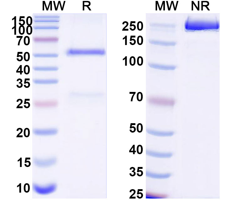 SDS-PAGE for Anti-Mycobacterium tuberculosis esxA/ESAT-6 Antibody (ABS1263)