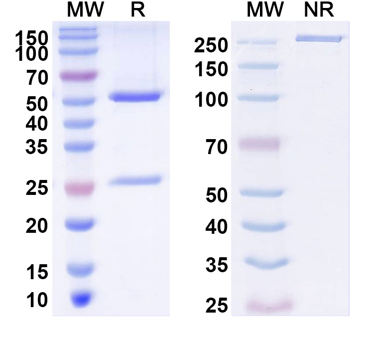 SDS-PAGE for Anti-NALCN Monoclonal Antibody (N185/41)