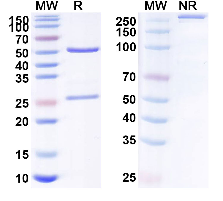 SDS-PAGE for Anti-Natalizumab Antibody (NAA84)