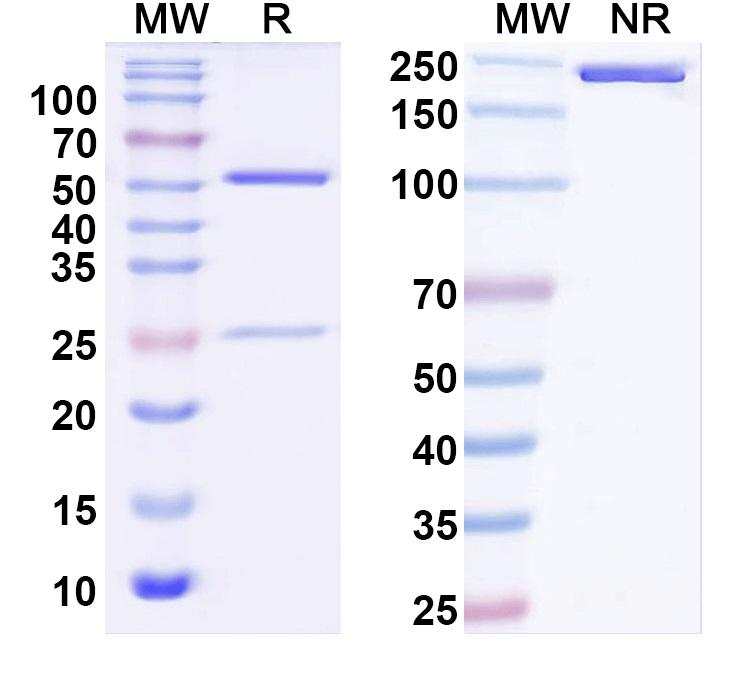 SDS-PAGE for Anti-Nav1.5 Na+ channel Antibody (N373/71)