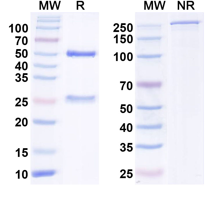 SDS-PAGE for Anti-NCKX2 Antibody (N54/27)