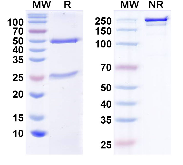 SDS-PAGE for Anti-Neisseria meningitidis FHBP Antibody (1A12)