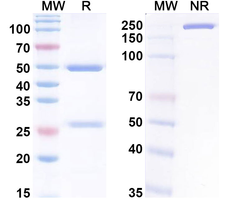 SDS-PAGE for Anti-Neu5Ac/O-sialic acid/Polysialic acid Antibody (Ab735)