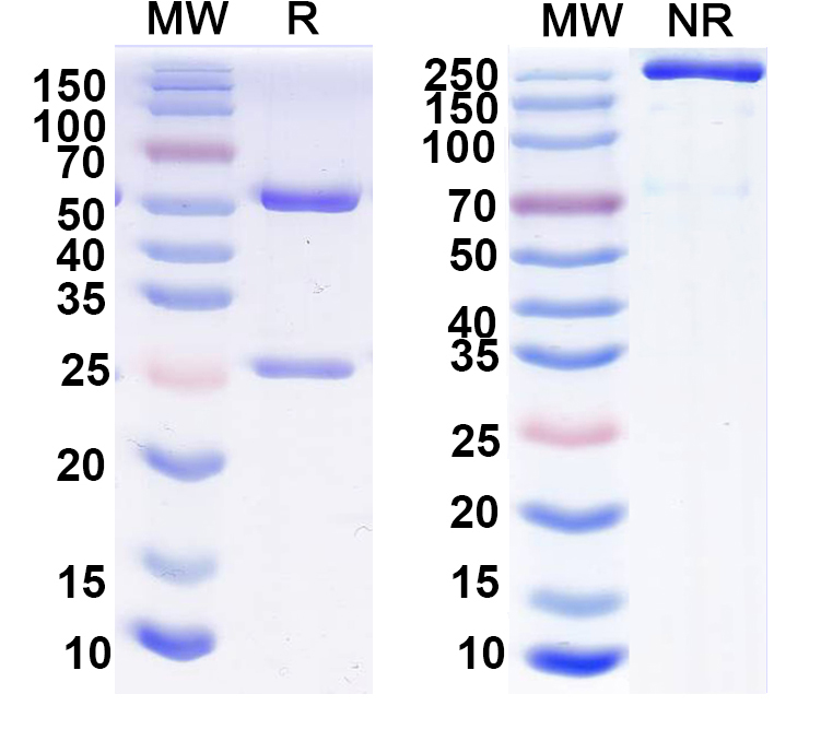 SDS-PAGE for Anti-Neurexin-1-Beta Antibody (N170A/1)