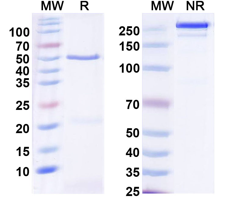 SDS-PAGE for Anti-Neurexin-2 Antibody (N177A/17)