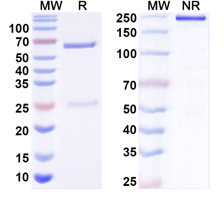 SDS-PAGE for Anti-Neuroligin-2 Antibody (L107/24)