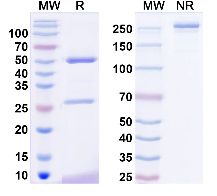 SDS-PAGE for Anti-Neuroligin-3 Antibody (N110/15)