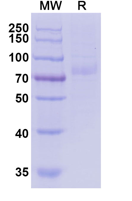 SDS-PAGE for Anti-Nicotine Antibody (NIC311)