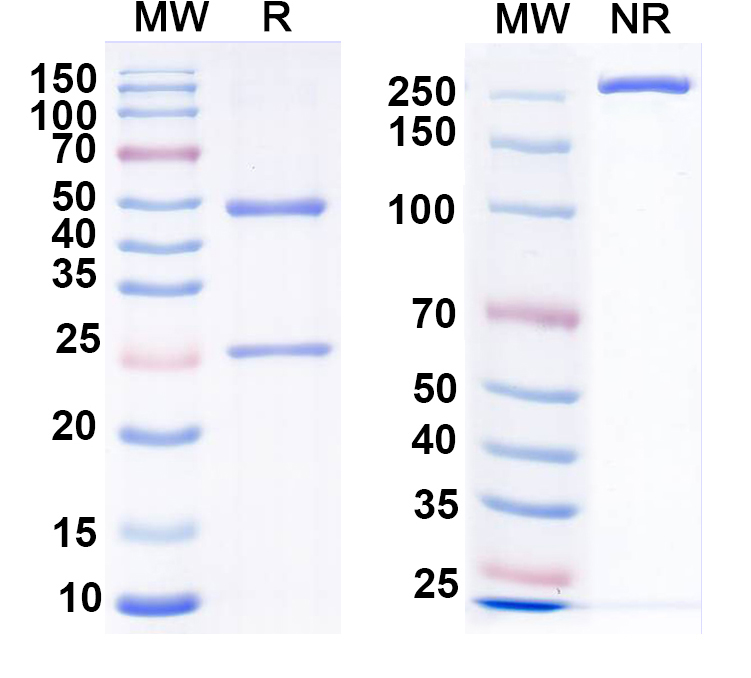SDS-PAGE for Anti-NK1R Monoclonal Antibody (N188/19)