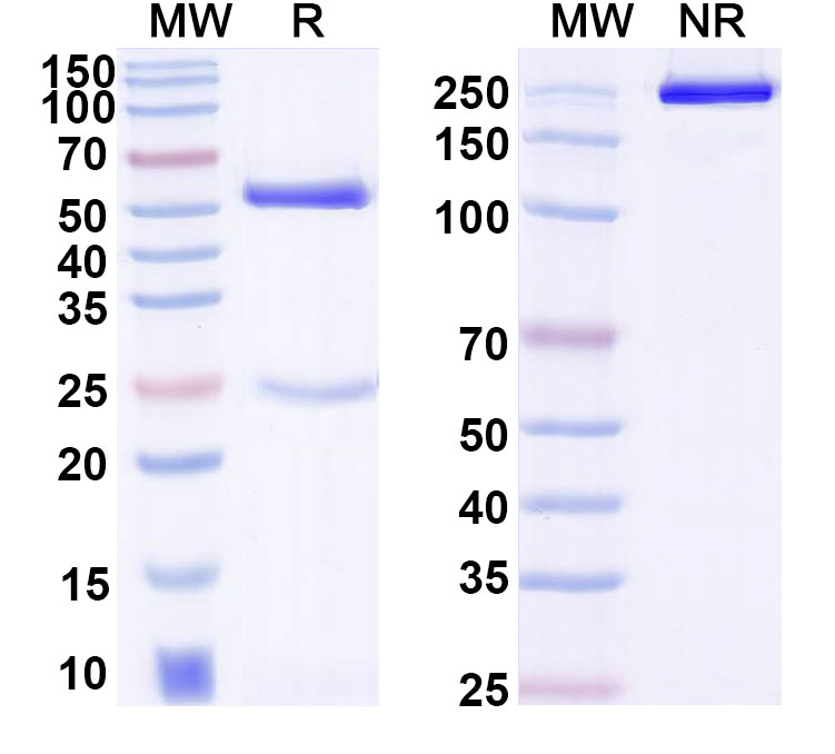 SDS-PAGE for Anti-Ochratoxin A Antibody (9C9)