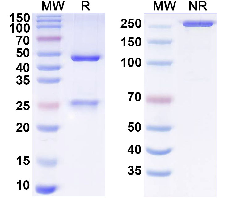 SDS-PAGE for Anti-Opisthorchis viverrini Paramyosin Monoclonal Antibody, SAA1447