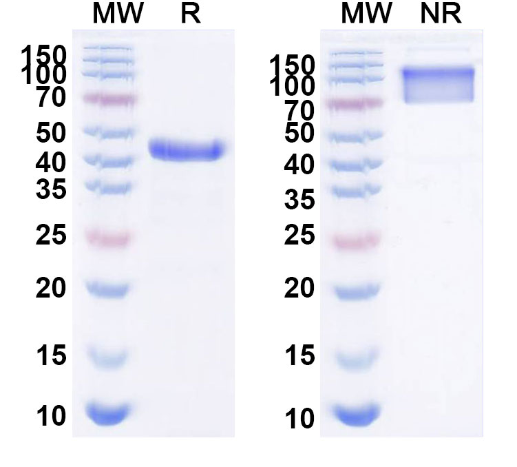 SDS-PAGE for Anti-pan-Aflatoxin Monoclonal Antibody, SAA0544