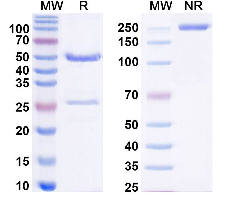 SDS-PAGE for Anti-Pan-pY/pTyr/Phosphotyrosine Antibody (4G10)